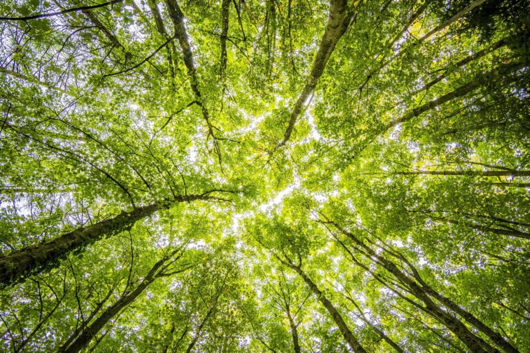 Look up thru trees